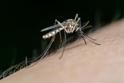 Malaria Symptoms, Malaria Treatment, and Malaria Prevention: What You Need to Know