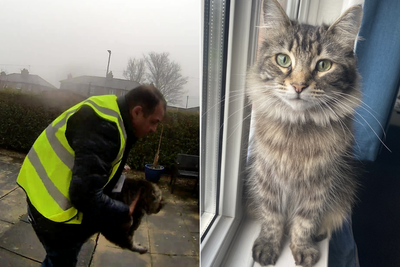 Amazon delivery driver caught stealing ‘much-loved’ family cat is spared prison