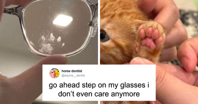 55 Funny Cat Tweets That Perfectly Show How Cats Can Be Tiny Unhinged Menaces