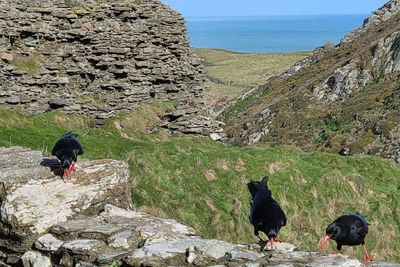 Birds absent for decades make extraordinary comeback to Cornwall castle