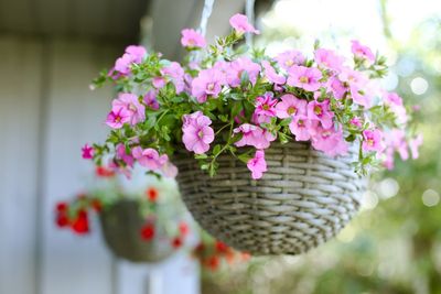 8 Space-Saving Picks Ideal for Small Yards