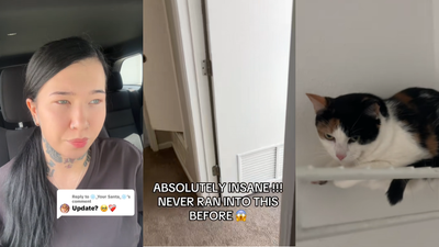 Cleaning lady finds a surprise kitty in an empty apartment: ‘This isn’t the distribution system’