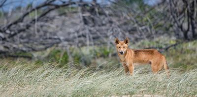 New DNA evidence shows dingoes are almost 90% pure – and fall into eight distinct groups