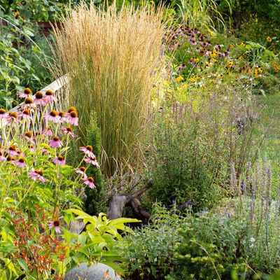 These lush planting ideas will shelter your seating area from wind, noise and nosy neighbours – they're natural screening tricks that experts swear by
