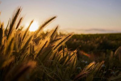 Wheat Falling at Midday