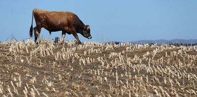 Future big droughts may be worse than we think – NZ’s past shows why