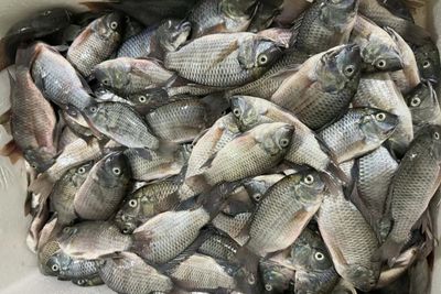 Blackchin tilapia reportedly found off Pattaya coast