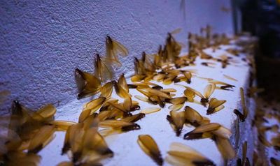 Flying termites invading your home? Here's how to get rid of them fast