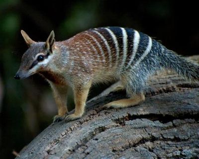 US miner under further investigation after destroying WA habitat of black cockatoos, quokkas and numbats