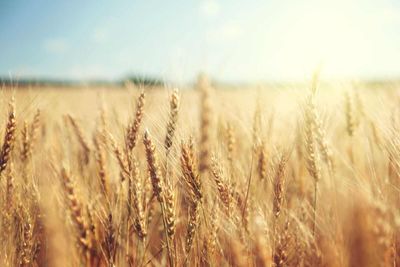 Wheat Longs Retreat on Thursday