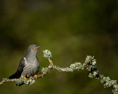 Country diary: Charmed once again by the unscrupulous cuckoo