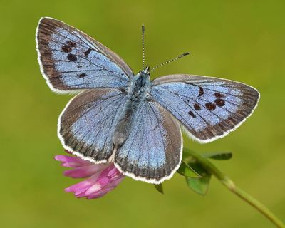 Britons to vote in inaugural contest to find nation’s favourite butterfly