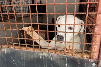 Animal welfare group finds systemic neglect at public dog shelters in Romania