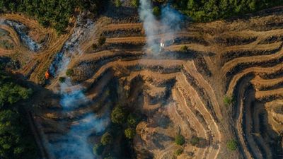 Tropical forests still under pressure despite slowdown in losses