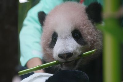 Indonesia’s first giant panda cub Rio set for historic public debut