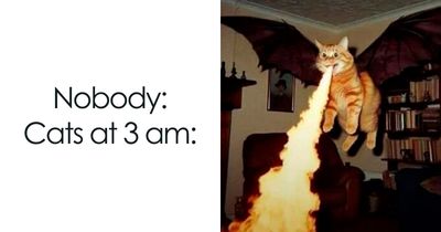41 Adorably Hilarious Cat Posts Shared By This Page (New Pics)