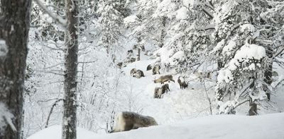 How reindeer herds, nature and Sámi culture can thrive when forests are restored across northern Europe