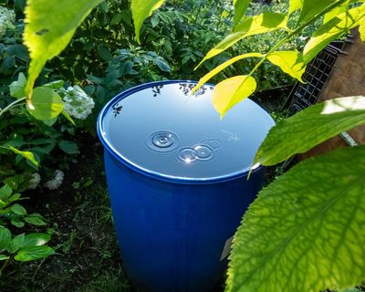 Is it time to stop watering our gardens?