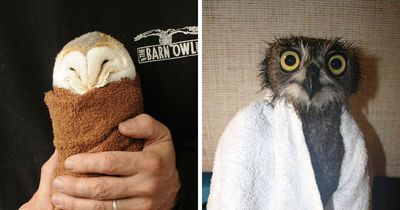 35 New Pics Of Owls Being Annoyed By Vets Swaddling Them In Towels