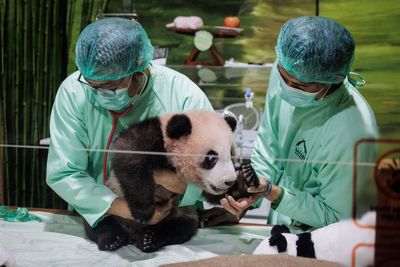 Excitement builds as panda fans wait to see country’s first born cub