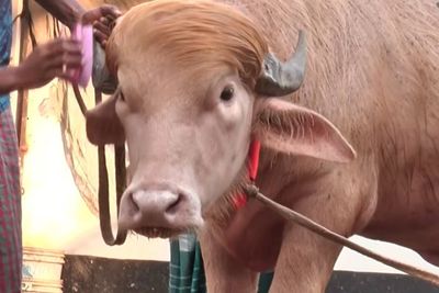 ‘Trump’ and ‘Netanyahu’ buffaloes draw large crowds in Bangladesh