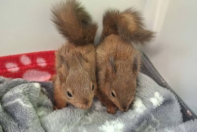 Red squirrel kits recovering after being found alone in ditch