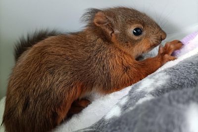 Wildlife heroes save two baby red squirrels from ditch
