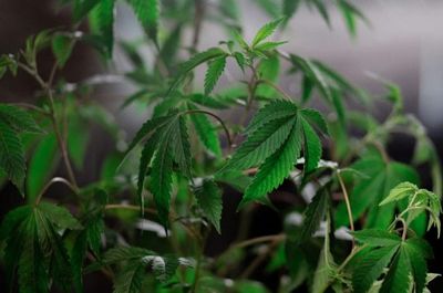 Microdosing: 1 in 10 Americans Are Trying Cannabis in Tiny Doses – But Does It Really Work or Is It Risky?