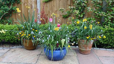 ALDI’s $5 Ombre Planter Looks Far More Expensive Than It Is – And It’s Perfect for Small Yards