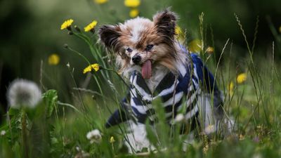 'World's oldest dog' contender dies in France aged 30