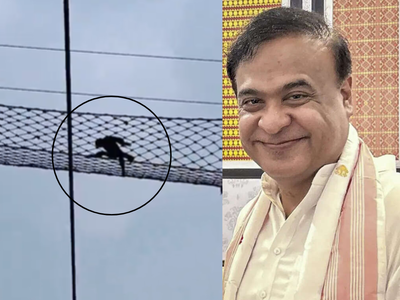 Watch: India’s only ape species safely crosses Assam railway track using special bridge, Himanta shares ‘heartening’ video