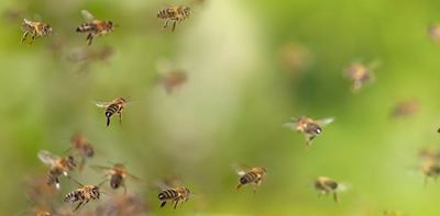Eaten, used as taxis and vomited up: how bees support other animals
