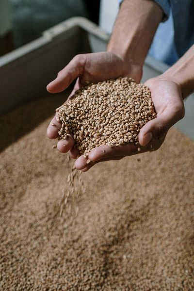 The Return of Heritage Grains Why Shoppers are Trading Mass Produced Flour for Ancient Varieties