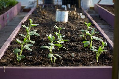 8 Raised Bed Favorites That Deliver Consistent Results