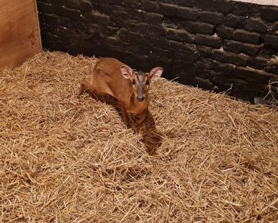 Doe d’oh! Wild deer rescued after escalator escapade in Norwich M&S