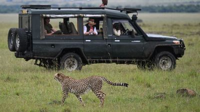 I'm glad safaris are cracking down on smartphones – but even as a photographer, I think using “proper” cameras can put animal welfare at risk too…