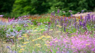 The May Planting Formula That Brings Bees and Butterflies Back to Your Yard Fast