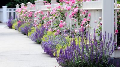 7 zero-maintenance plants that will make your front porch look amazing (and skyrocket your curb appeal)
