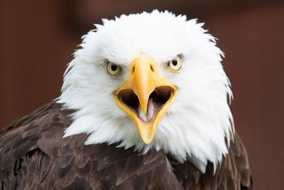 Texas man could face prison time after killing American bald eagle