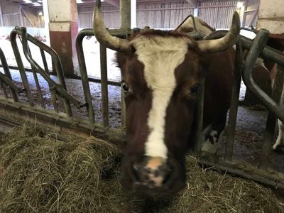 Cattle Rallies into the Friday Close