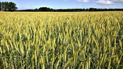Wheat Falls into the Weekend