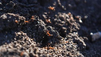 Invasive fire ants continue march into inner-city park