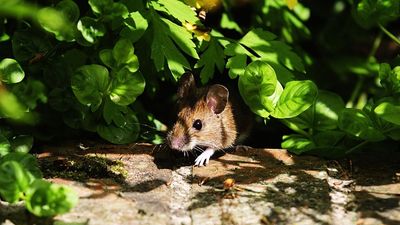 Got Mice in Your Garden? This $2 Pantry Staple Could Help Keep Them Away For Good