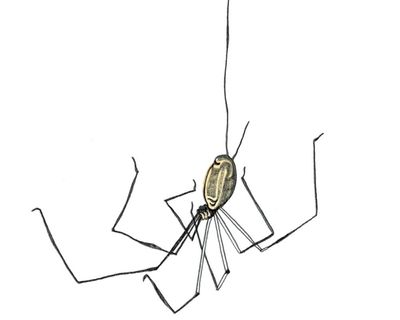 Is there a mummy longlegs and how do cobras get their fangs? The kids’ quiz