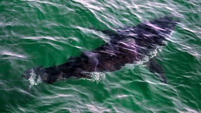 Man dies after suspected shark attack near Rottnest Island off Western Australia coast