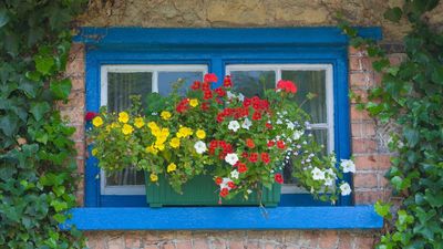 5 Beautiful Window Box Planting Combinations That Thrive On Neglect – Set and Forget for Effortless Summer Color