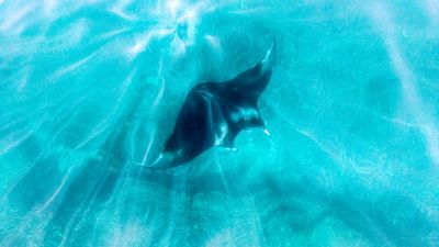Florida tightens rules on capturing giant manta rays but stops short of full ban