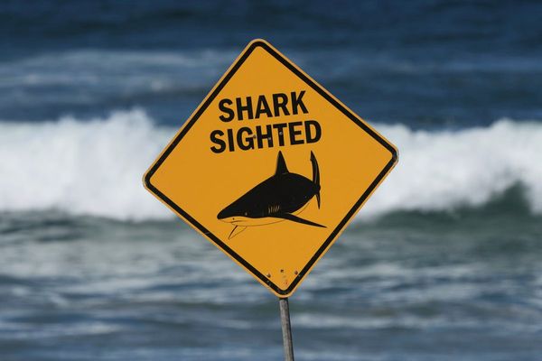 Man dies after shark attack at popular Australian holiday island