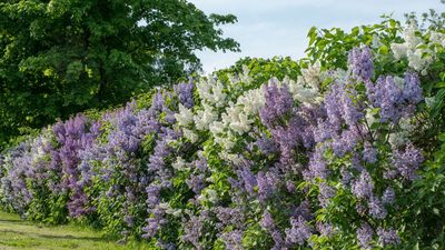 What to Do With Lilacs in May After They Finish Blooming – The Simple Steps That Keep Next Year’s Flowers Coming Back Stronger