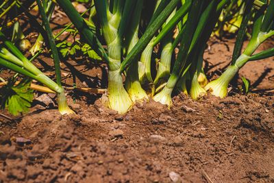8 Sandy Soil-Friendly Picks That Adapt Quickly